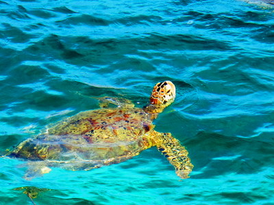 Turtle on Derawan Island, Indonesia