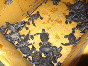 Newly hatched turtles on Derawan Island, Indonesia