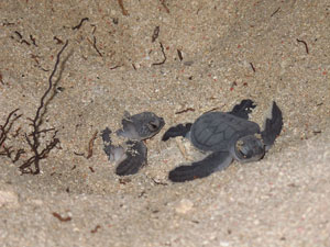 Turtles hatching Derawan, Indonesia