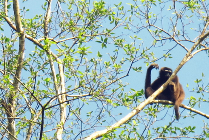 Kota Kinabatangan, Malaysia