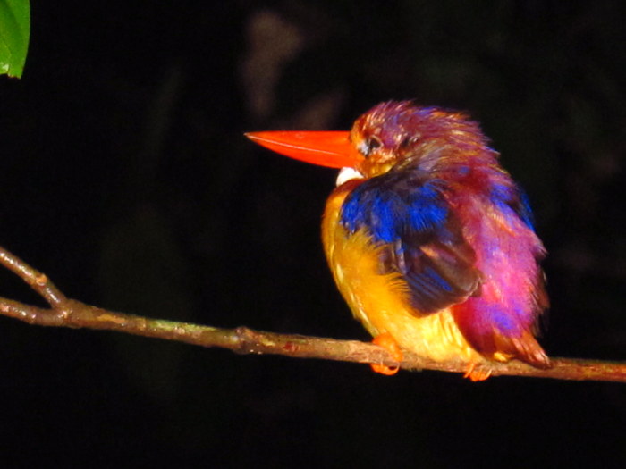 Kota Kinabatangan, Malaysia