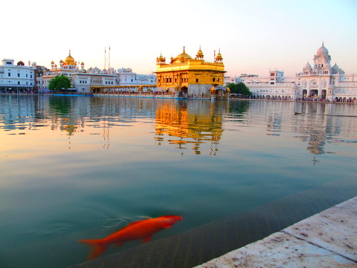 Amritsar, India Fish in the water at the Golden Temple