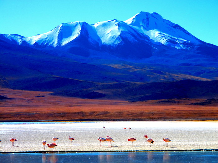 Flamingos Salar de Uyuni, Bolivia