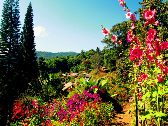 Beautiful flowers in Doi Pui Thialand