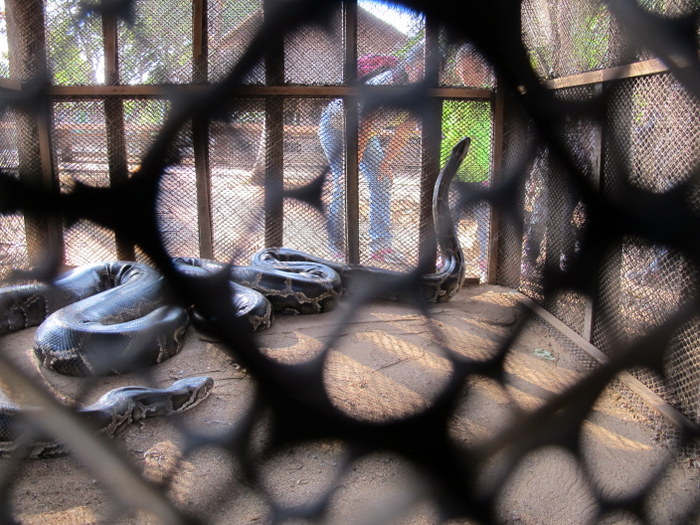 Pythons at the Black House Museum Chiang Rai