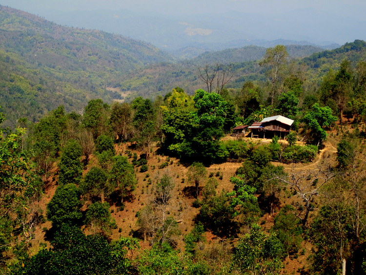 Neighbor free living in Northern Myanmar