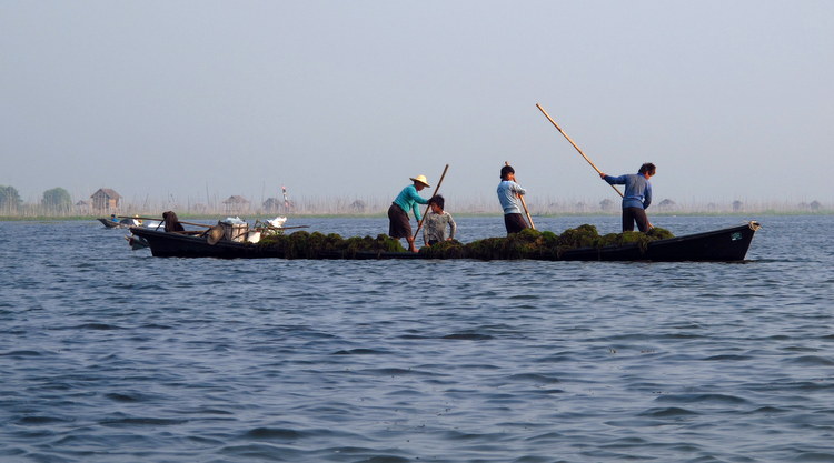 Seawood harvesting Inle Lake, Myanmar